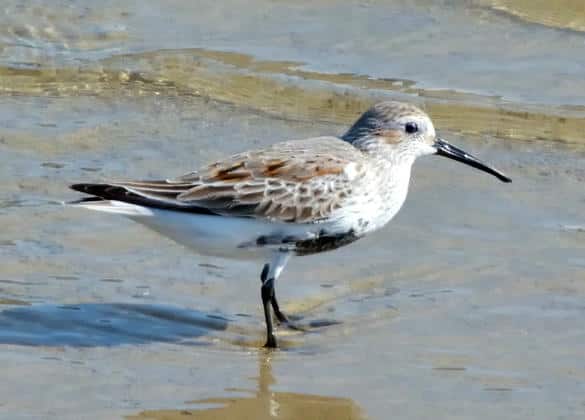 動物図鑑・ハマシギ